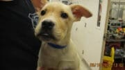 A blonde labrador retriever puppy looking at the camera