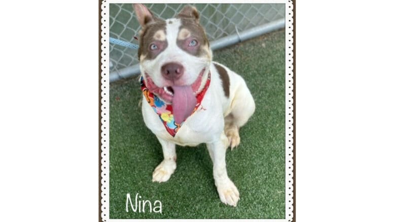 A white/brown pit bull type with a colorful scarf, looking happy