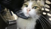 A tabby and white cat inside a cage, held by someone