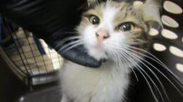 A tabby and white cat inside a cage, held by someone