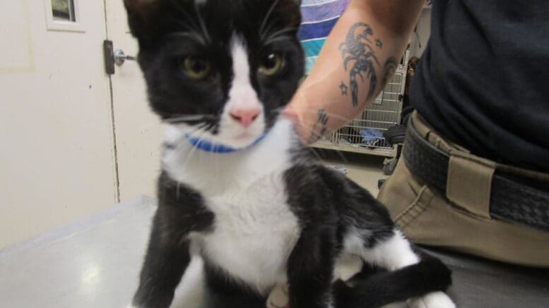 A black/white cat with a blue leash