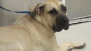 A tan mastiff dog looking angry