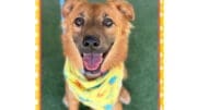 A brown mixed breed dog with a yellow scarf, looking happy