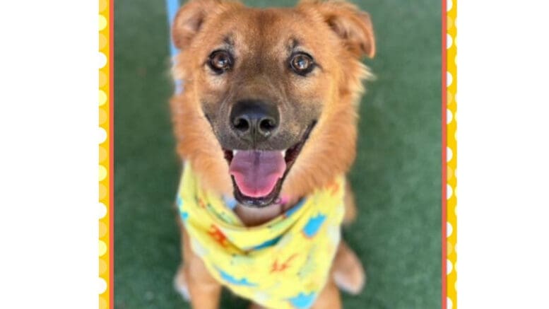 A brown mixed breed dog with a yellow scarf, looking happy