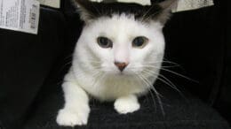 A white/gray cat inside a cage, looking angry