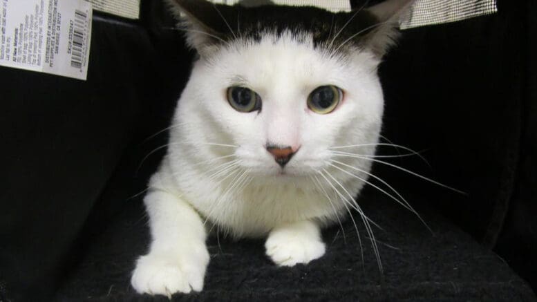 A white/gray cat inside a cage, looking angry