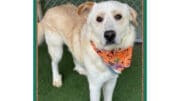 A blonde great pyrenees with an orange scarf