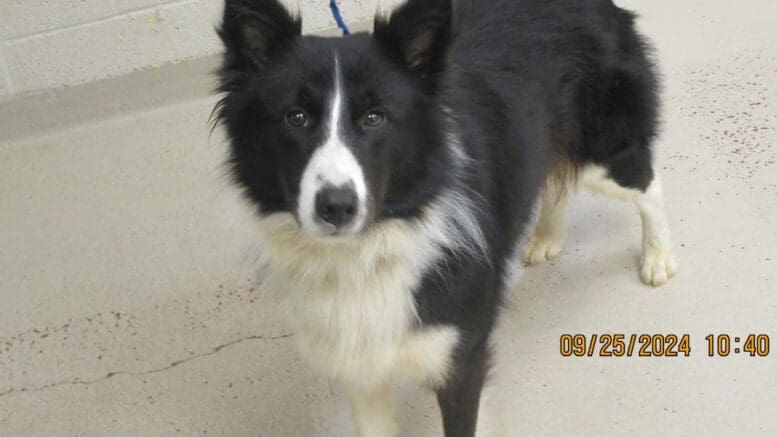 A black white collie looking at the camera