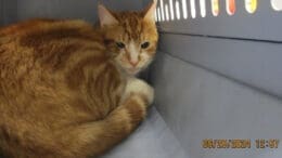 An orange tabby cat inside a cat, looking scared