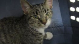 A tabby/white cat inside a cage, looking sad