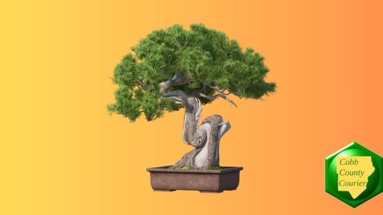 An evergreen bonsai in a small ceramic tray