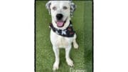 A white/black hound with a scarf, looking happy