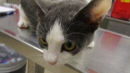 A gray/white cat on the table