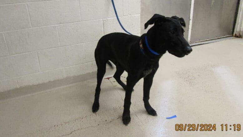 A black/white labrador retriever with a leash