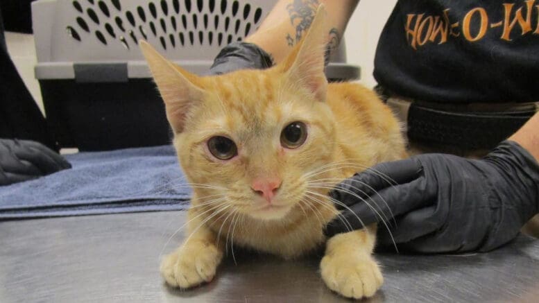 An orange tabby cat held by someone behind