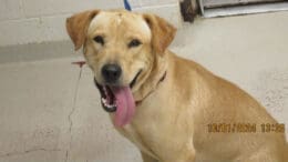 A tan/white retriever with a blue leash, looking happy