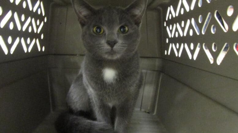 A gray/white cat inside a gray cage