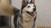 A black/white husky looking happy