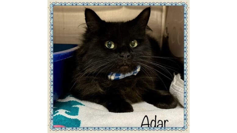 A black cat inside a cage with a towel underneath