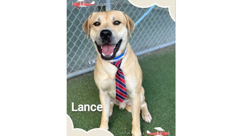 A tan/white labrador retriever with a tie and blue leash, looking happy