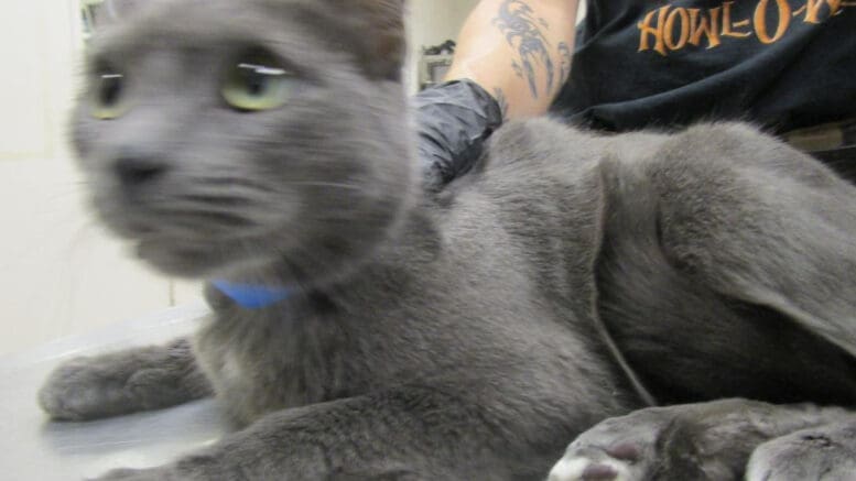 A gray/white cat being steadily held by someone behind