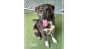 A brindle/white great pyrenees with tongue's out