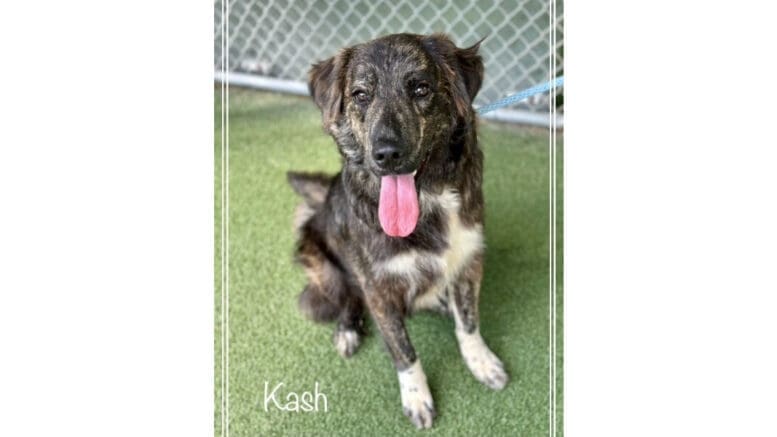 A brindle/white great pyrenees with tongue's out