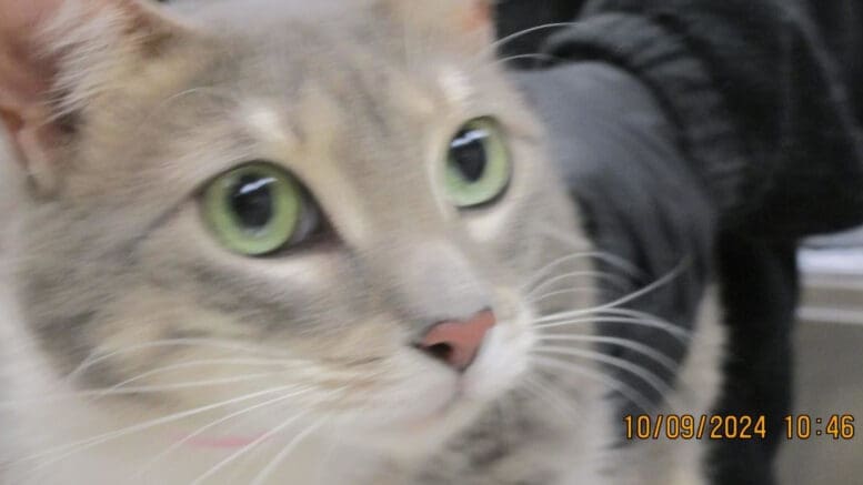 A gray/white cat held by someone behind