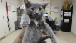 A gray/white kitten held by someone