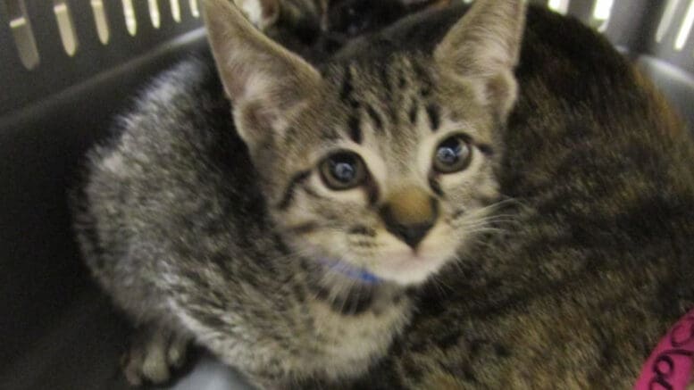 A tabby/white cat inside a cage with another cat