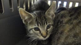 A tabby kitten inside a cage with another cat