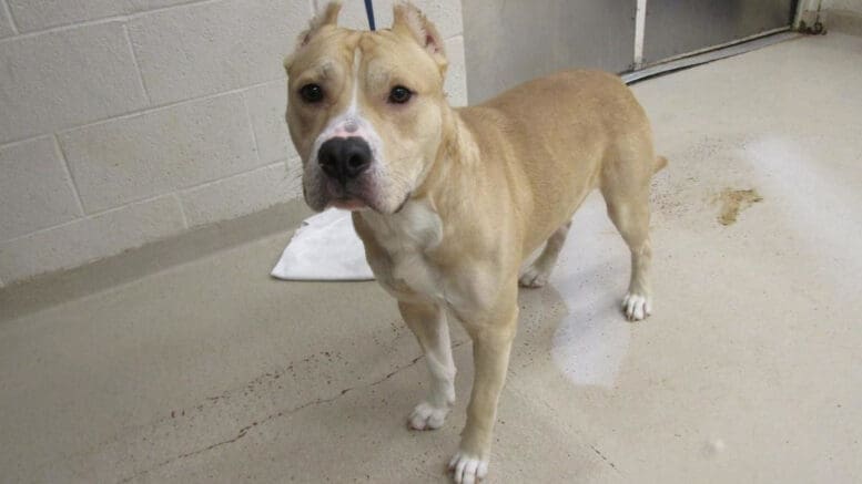 A tan pit bull with a blue leash, looking at the camera