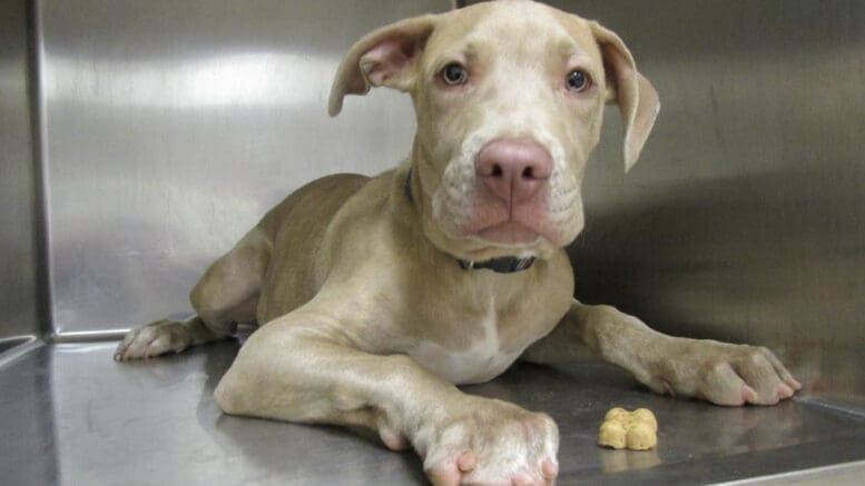 A tan pit bull inside a cage