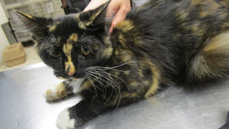 A tortoise shell kitten held by someone behind in the table