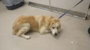 A tan retriever with a blue leash, looking sad