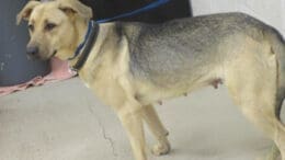 A tan/black shepherd with a blue leash, looking ahead