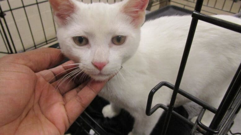 A white kitten inside a cage, held by someone upfront