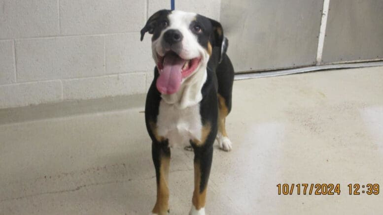 A tri-color mixed breed dog with a blue leash and tongue's out