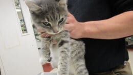 A gray tabby/white cat held by someone