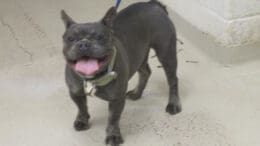 A gray/white French bulldog looking happy