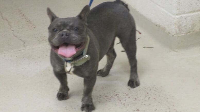 A gray/white French bulldog looking happy