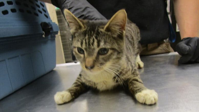 A tabby/white kitten held on a table