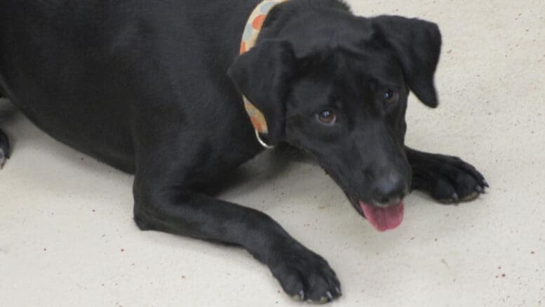 A black labrador retriever with a leash, looking shy