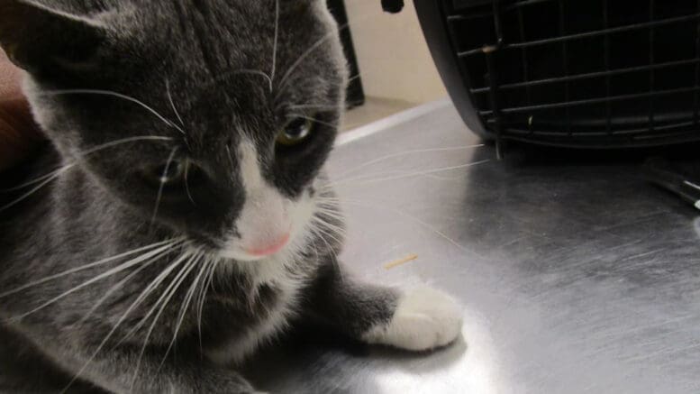 A gray/white kitten on a table