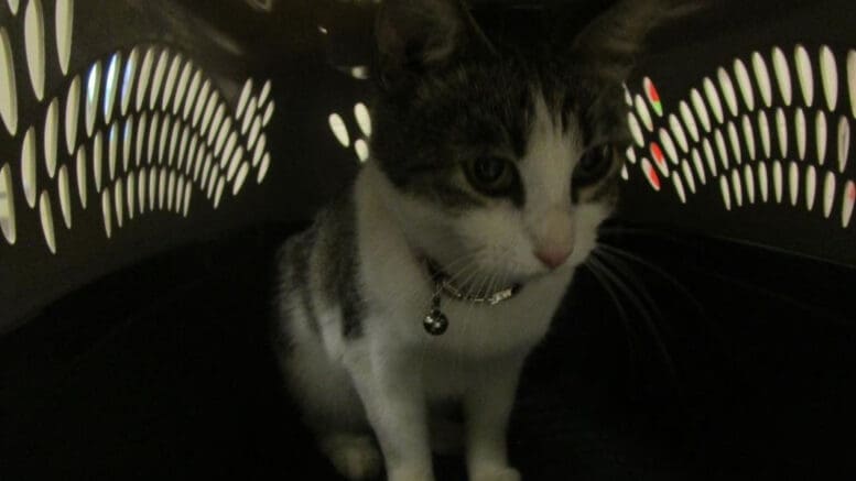 A tabby/white cat inside a cage