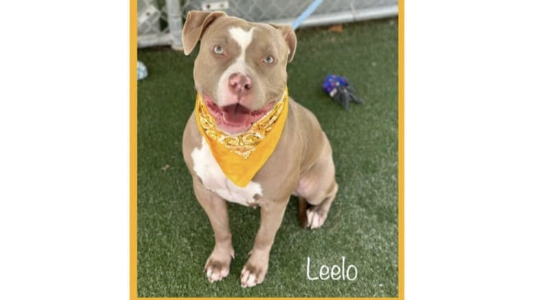 A brown pit bull type with a yellow scarf, looking happy