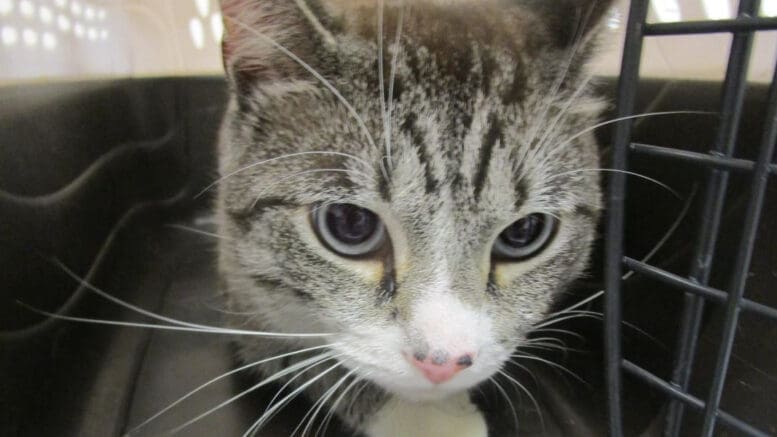 A gray tabby/white cat inside a cage, looking shy