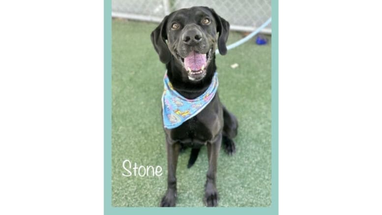 A black mixed breed dog with a blue leash