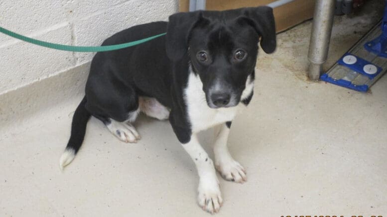 A black/white mixed breed dog with a leash