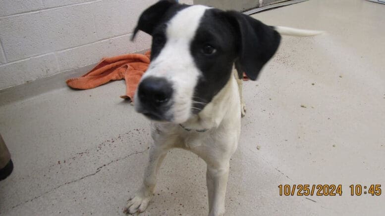 A black/white mixed breed dog